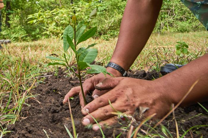 Importancia de la Arborización en el Planeta